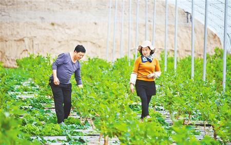 甘州区党寨镇村民种植的桑葚长势良好