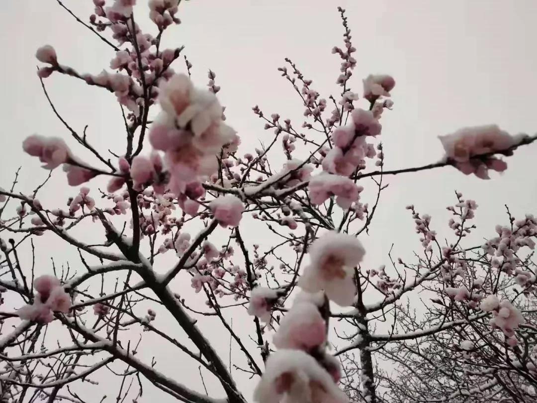 平凉下起桃花雪！未来几天……