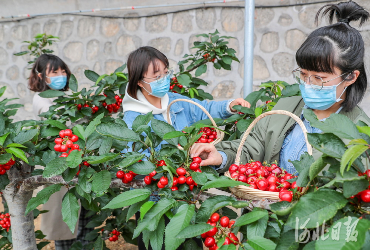 2021年3月19日，游客秦皇岛市海港区海阳镇温家洼村华昆生态园采摘大樱桃。河北日报记者赵杰摄影报道
