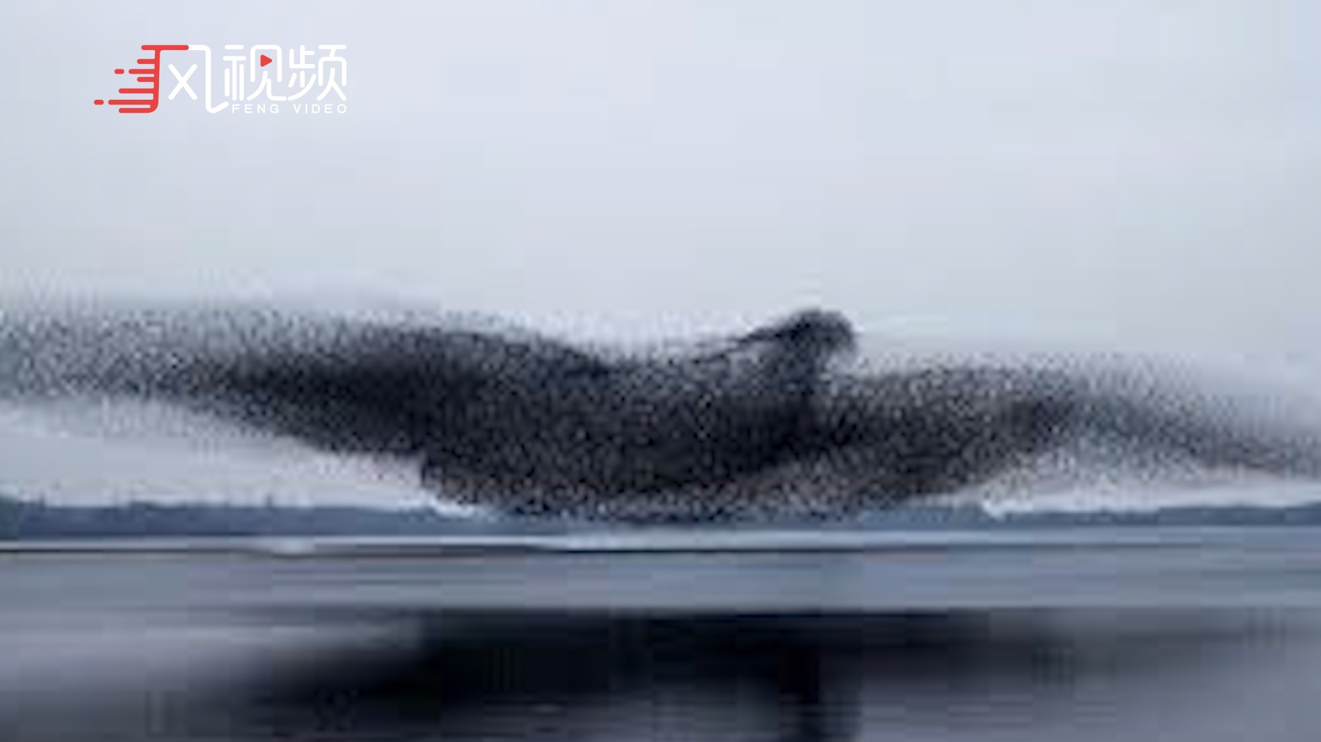 场面壮观！野生椋鸟群绘制巨鸟图形