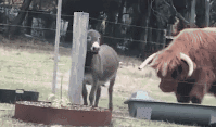 视频：800公斤公牛欲偷食 被小驴蹬起蹄子直接“糊脸”