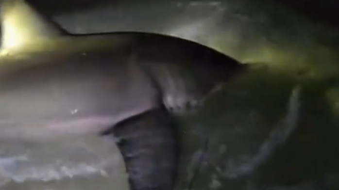 惊心动魄！美国佛州渔民捕捉到一条大白鲨