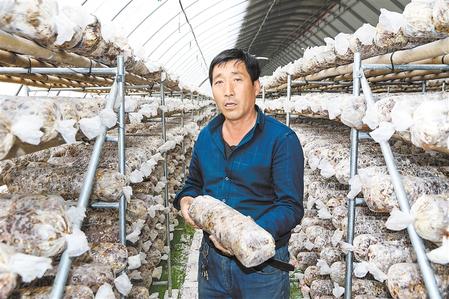 “土专家”刘春林介绍香菇种植情况 新甘肃&middot;甘肃日报记者 陈多