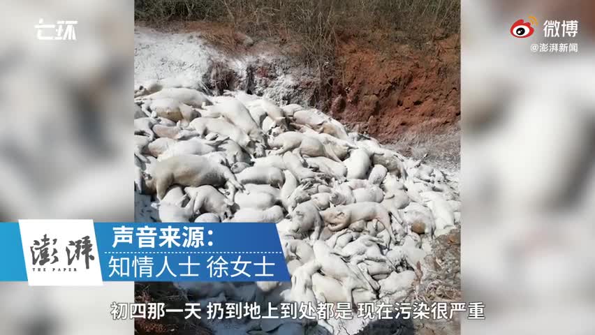 景德镇一养猪场大批死猪致污染,村民称整改一个月未解决
