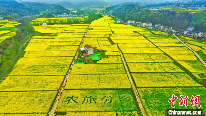 宜昌市夷陵区分乡镇南垭油菜花将大地染成金黄色。　周星亮 摄