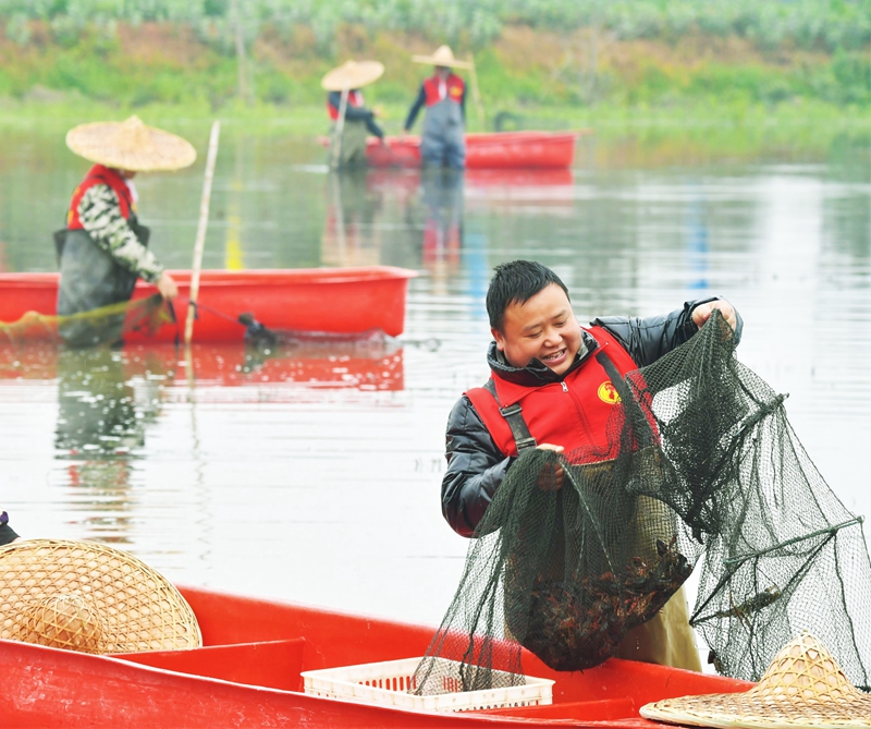 喜悦的虾农在赵脑村万亩虾稻共作基地捕捞起今年第一批小龙虾