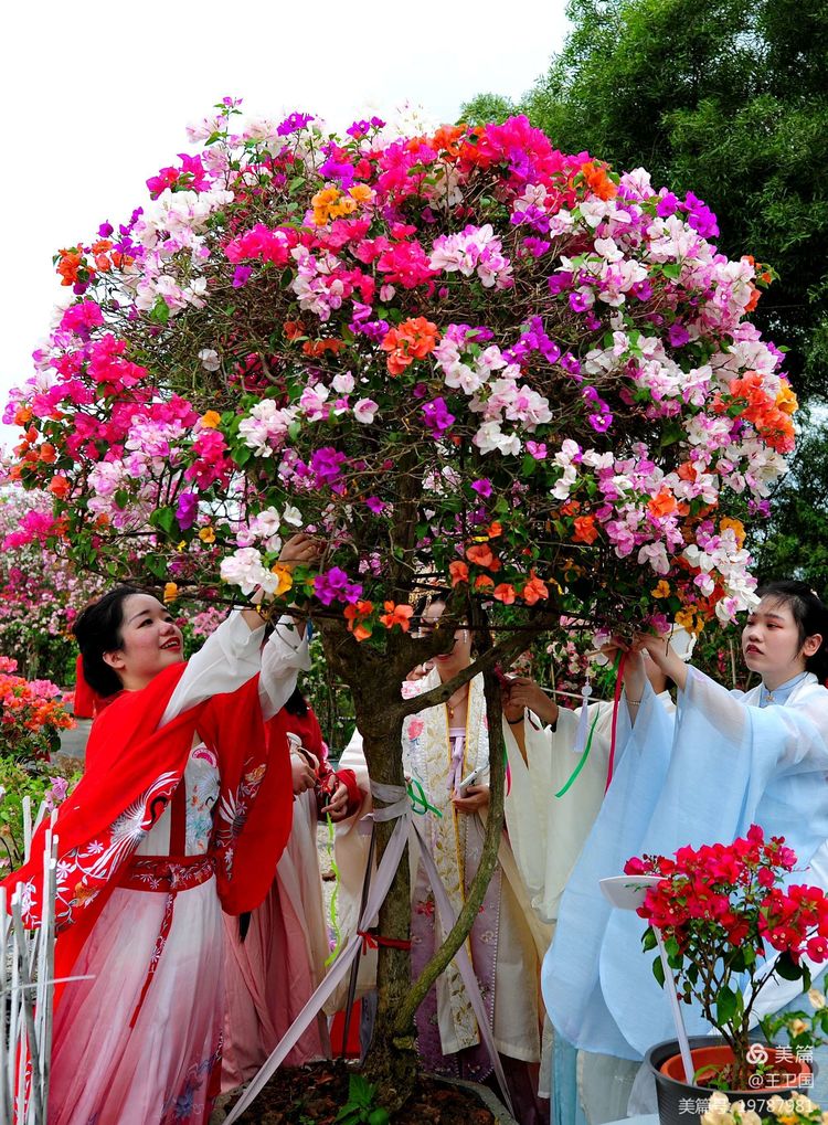 中华花朝节海南赛区暨琼州汉服潮三角梅花艺花神赛精彩纪实