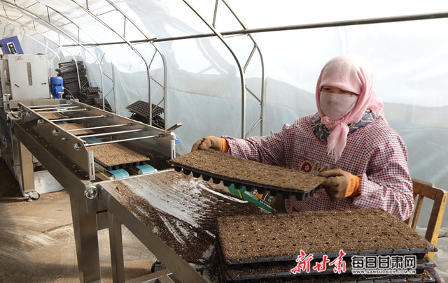 育苗盘装有机肥