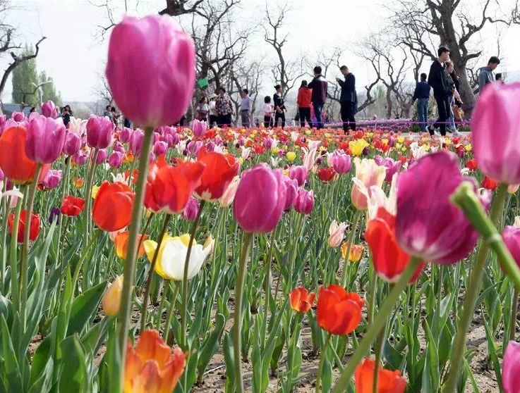 临夏永靖县郁金香