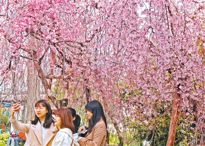 3月21日，青龙寺樱花盛开，游人在花海里拍照。记者 谢伟 摄