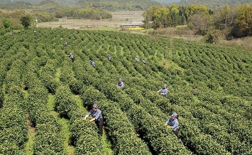 乐平高家镇水库库区茶园飘香 茶农女工采茶忙