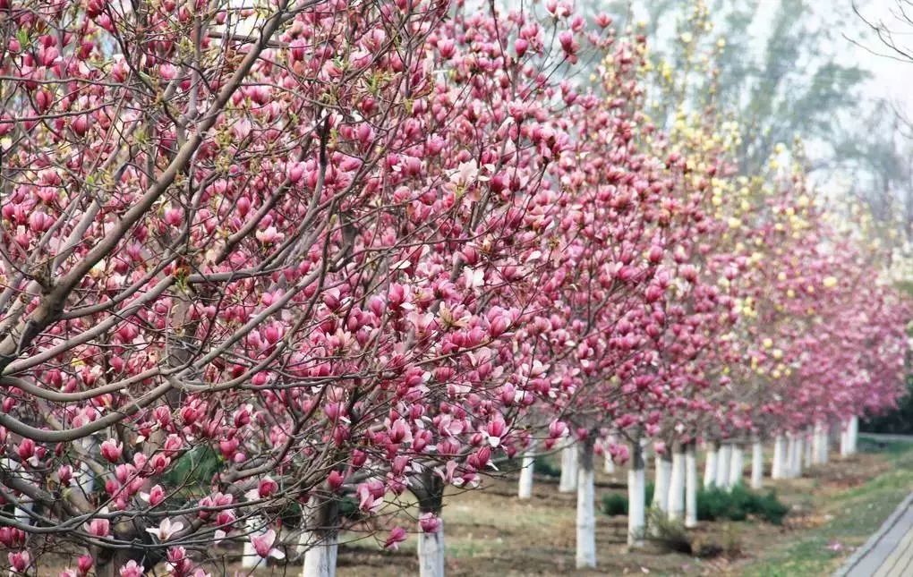 汤池百花村玉兰花