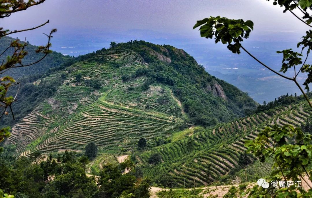 龙池山茶园