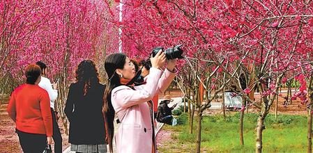 3月21日，市民在康县梅花园里踏青赏景。新甘肃·甘肃日报通讯员 马步虎