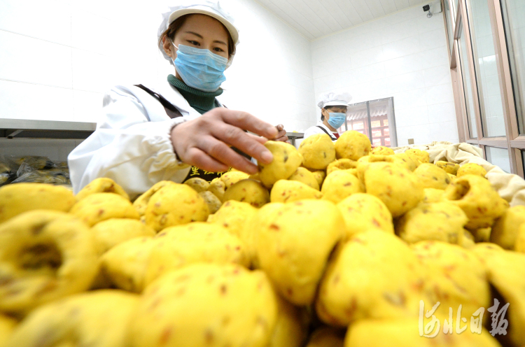 近日，位于河北省大城县的廊坊市远扬实业有限公司黄金塔食品分公司员工在加工薛家窝头。河北日报记者杜柏桦摄影报道