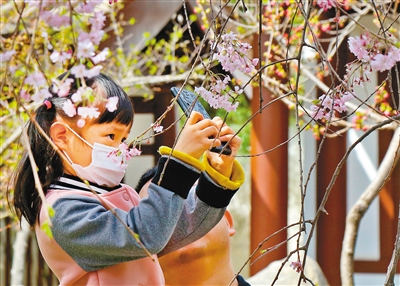 3月21日，小朋友在青龙寺拍摄樱花。记者 谢伟 摄