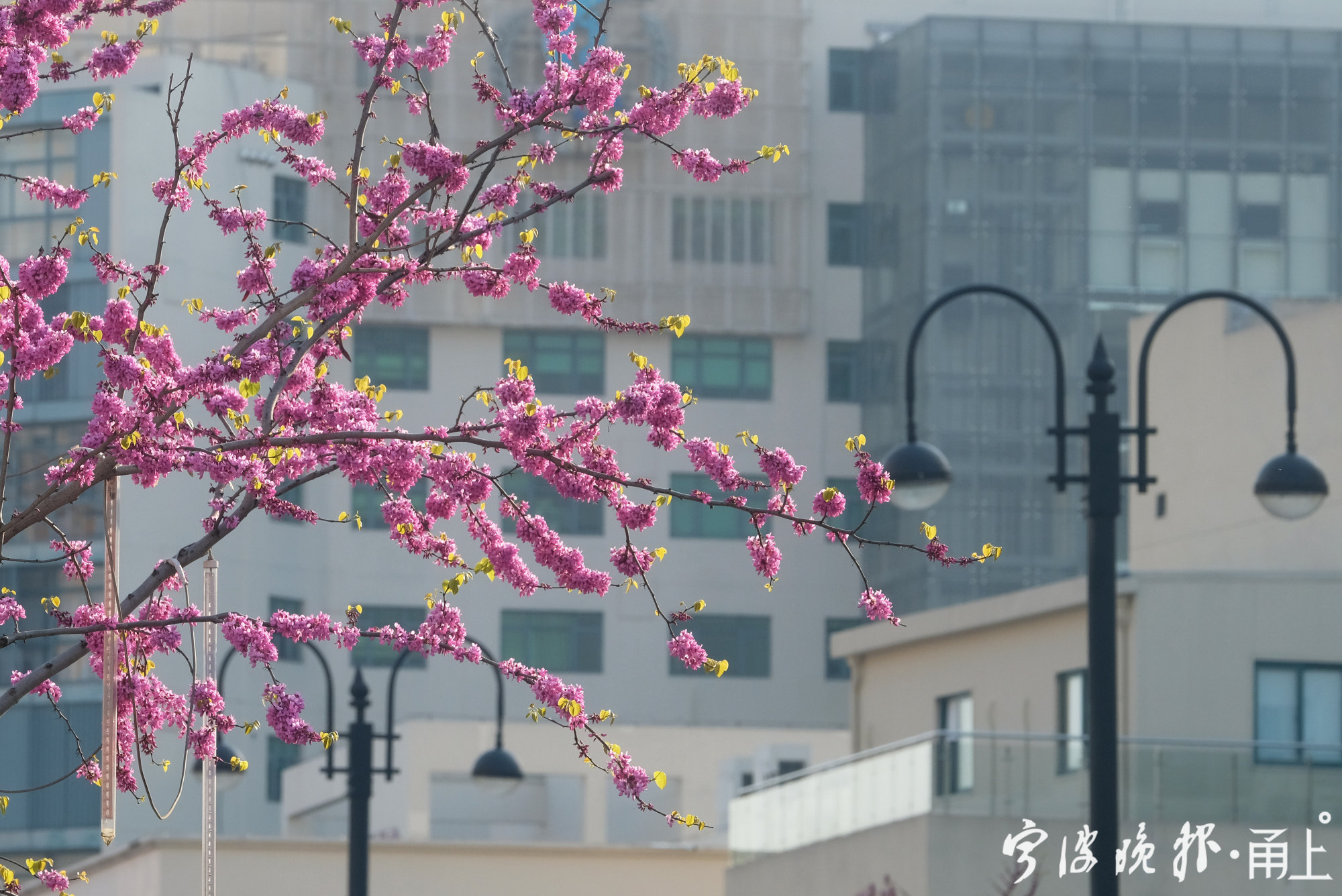 甬港路的紫荆花开了8.jpg