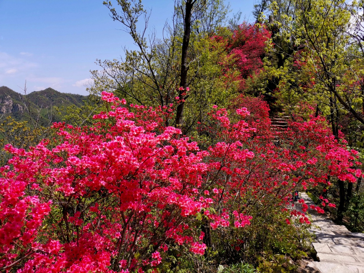 赏高山杜鹃赢惊喜大奖鲁山诗景龙潭峡邀您一起来看花花世界 凤凰网