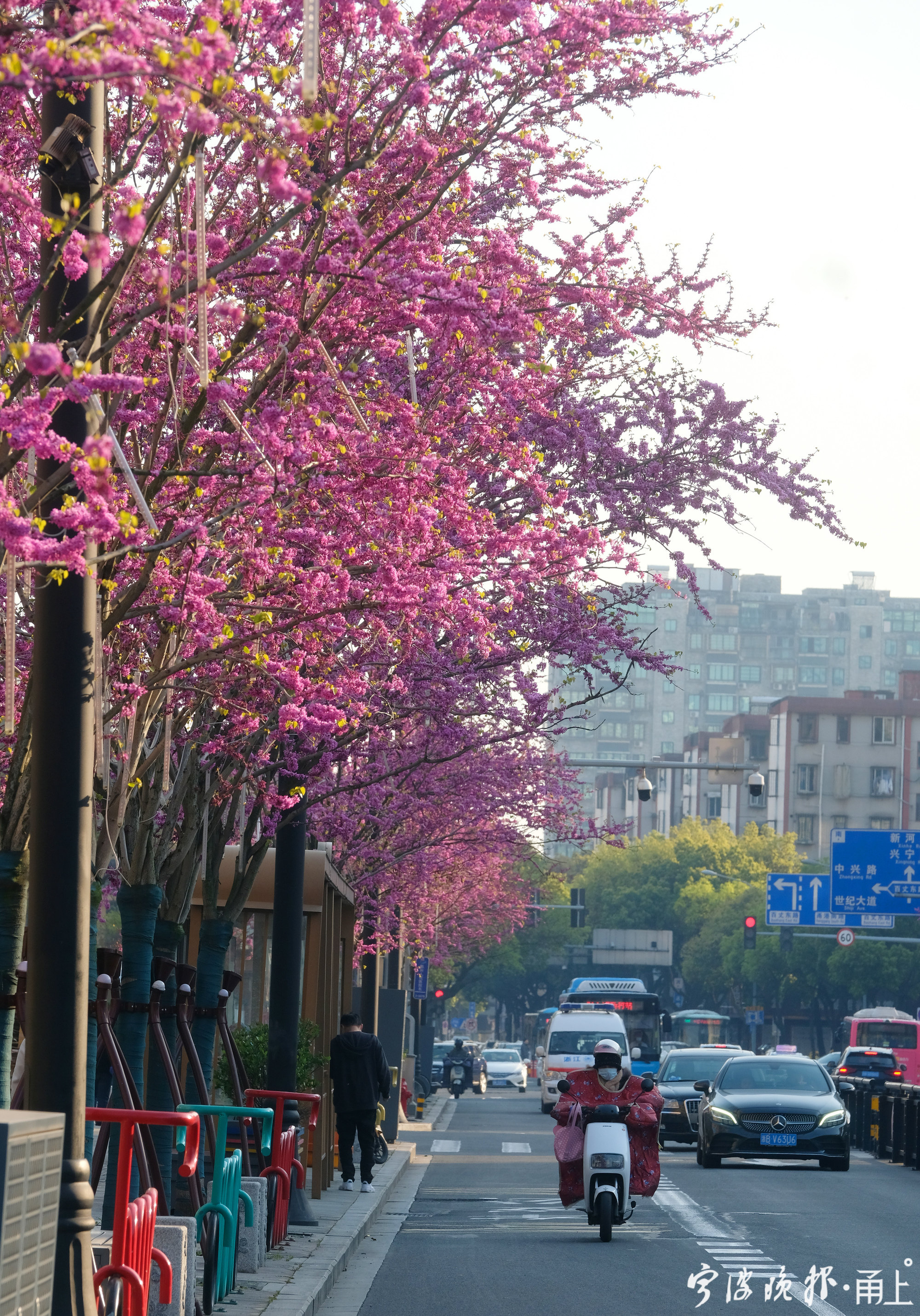 紫荆花街景图片