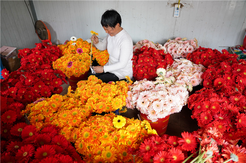3月25日，河北省迁安市芦沟堡村村民在打包采摘的非洲菊。