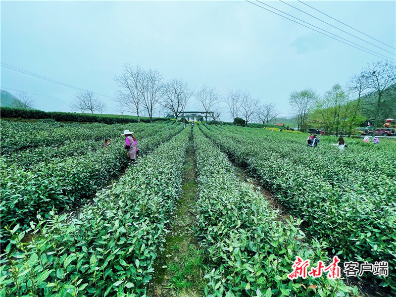 茶园茶香扑鼻