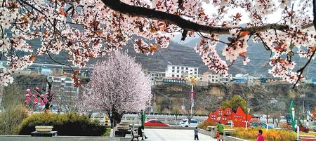 3月21日，市民在宕昌县时代广场赏花。新甘肃·甘肃日报通讯员 刘国庆