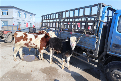 巴彦县牲畜交易大市场搭好平台助推畜牧业发展
