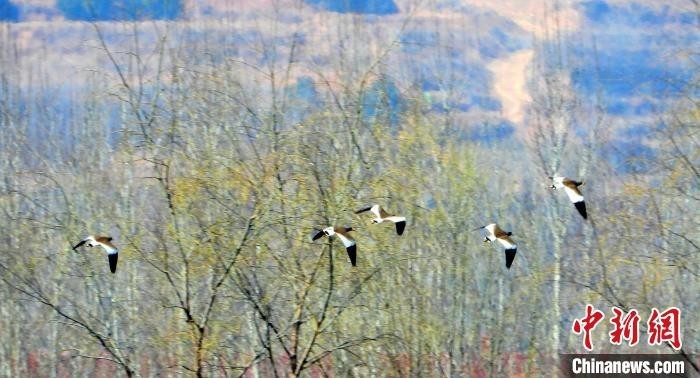 灰头麦鸡近日出现于山西长治沁县瘦西湖湿地，这是该地首次发现濒危鸟类灰头麦鸡。　宋建国 摄
