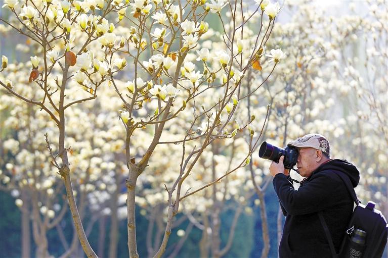 南滨河路玉兰盛放