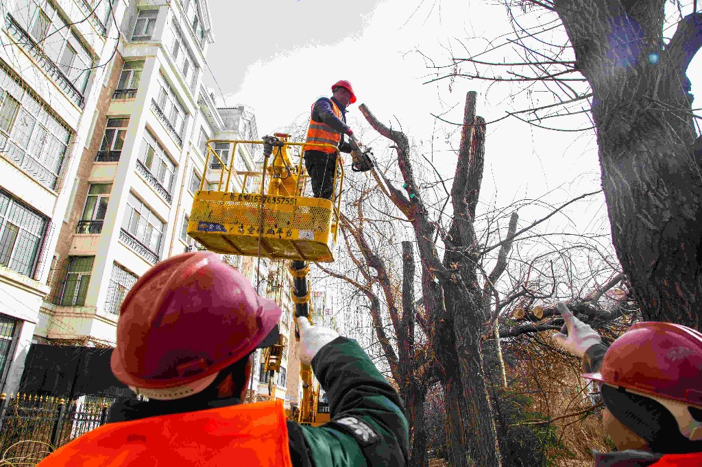 修剪樹枝據哈市城管局園林辦相關負責人介紹,樹木剪枝工作主要是對