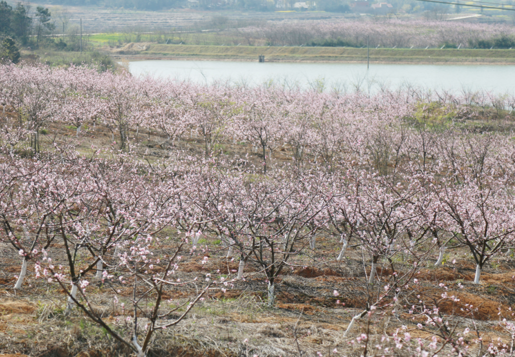 冶父山镇明圣村黄桃园