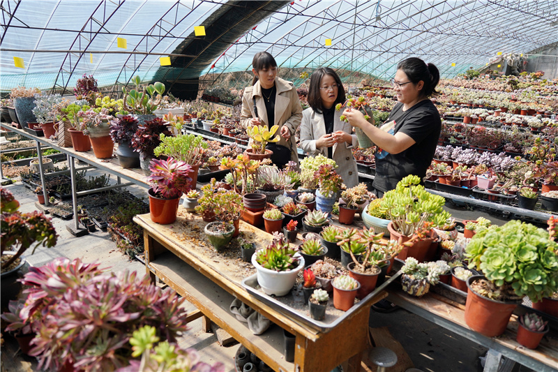 3月25日，河北省迁安市芦沟堡村村民向顾客介绍种植的多肉植物。