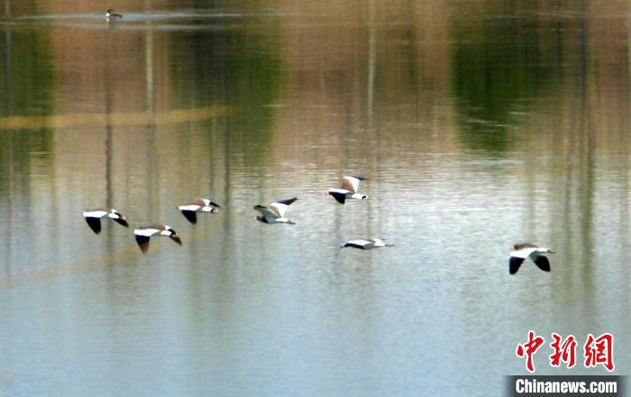 山西长治沁县首次发现濒危鸟类灰头麦鸡。　宋建国 摄