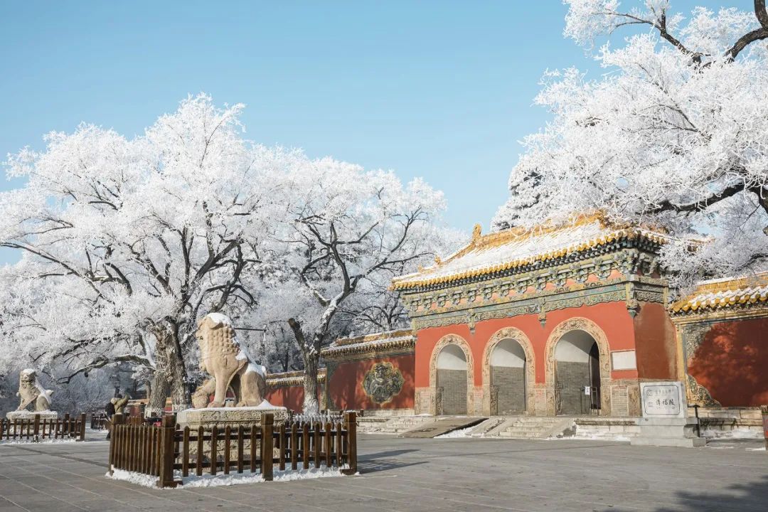 △大雾后沈阳东陵公园的雾凇/图虫