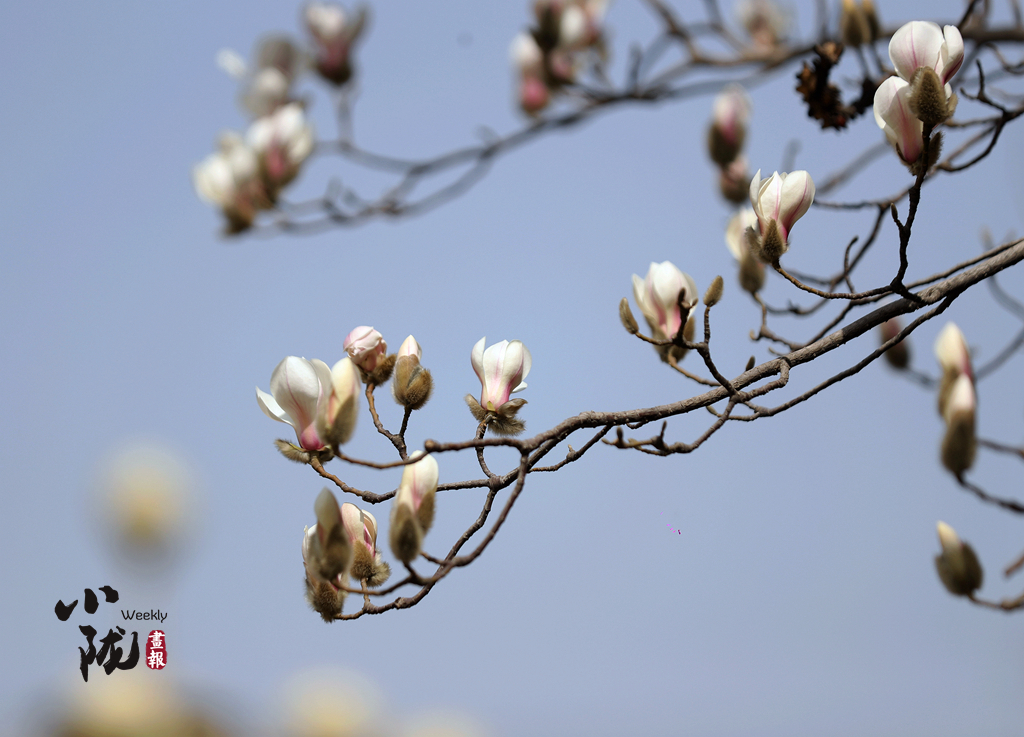 蓝色黄河穿城而过,我们用花作框,为兰州记录下春天的景象