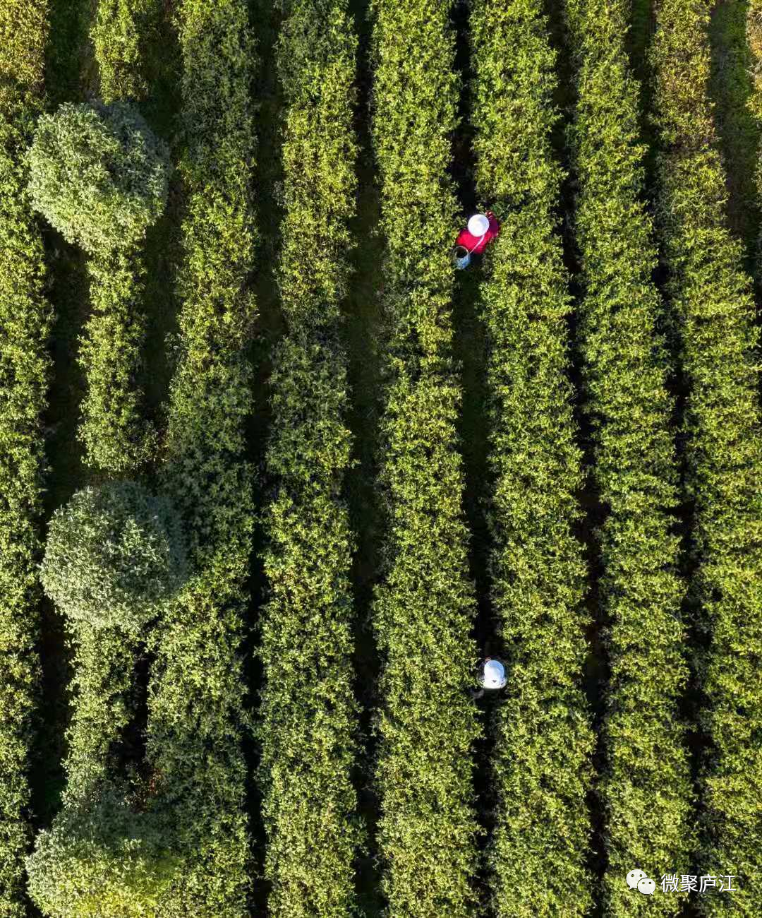 茶农在采摘春茶（摄影：左学长）