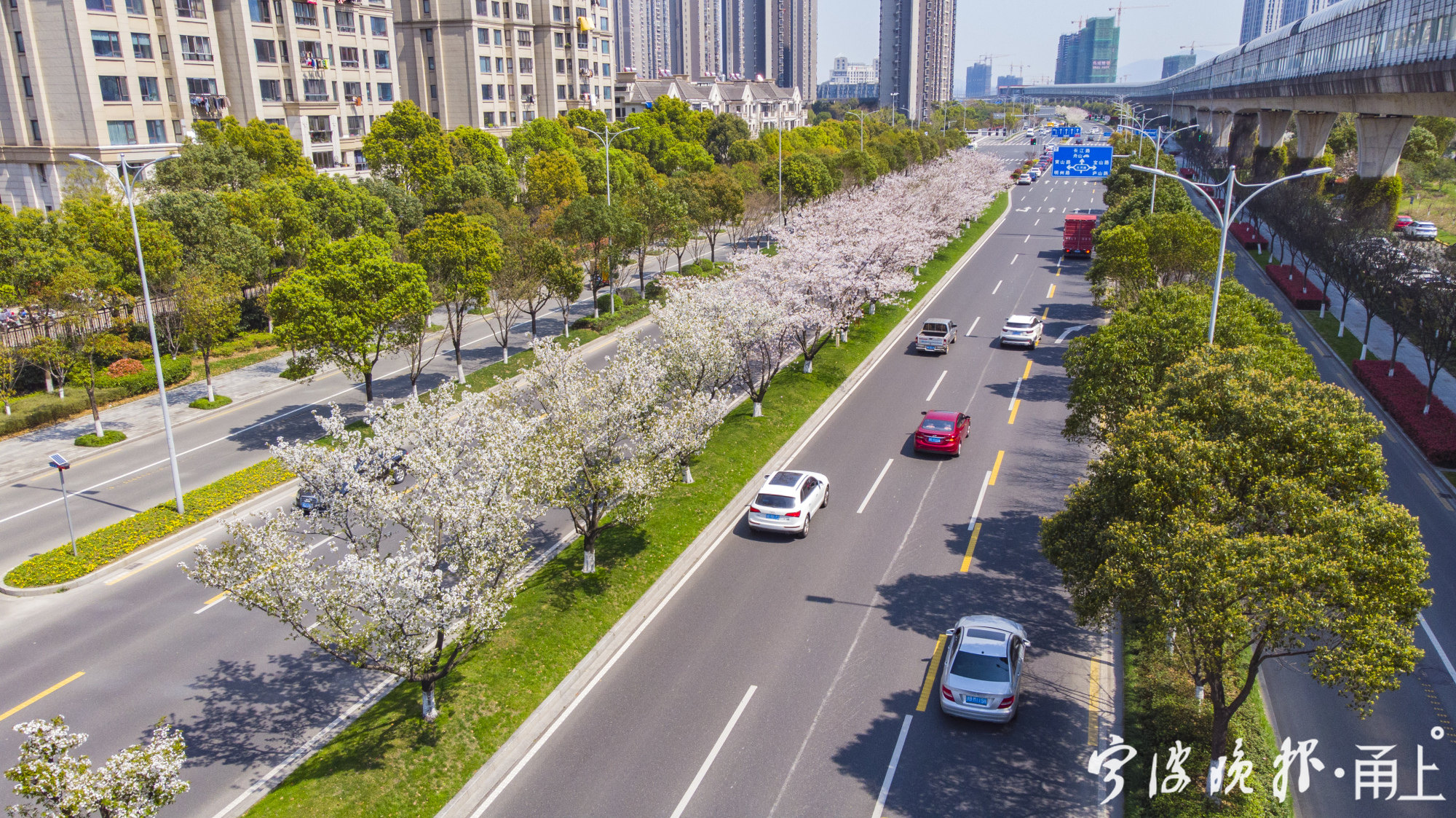 北仑樱花大道图片图片