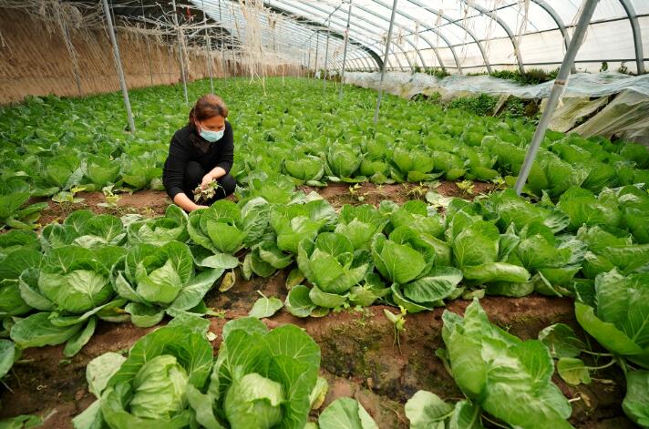 3月25日，河北邢台经济开发区东北流村村民在蔬菜大棚管理蔬菜。