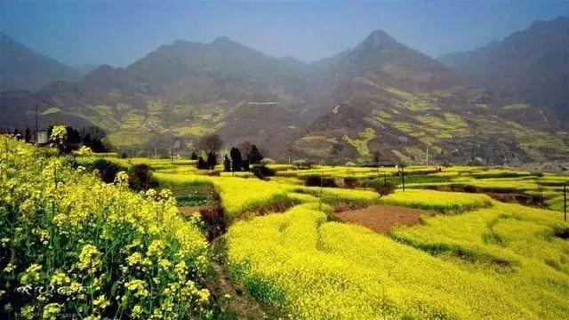 定西通渭油菜花