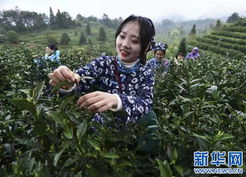 第七届有机白茶文化节在江西资溪开幕。新华网发 吴志贵 摄