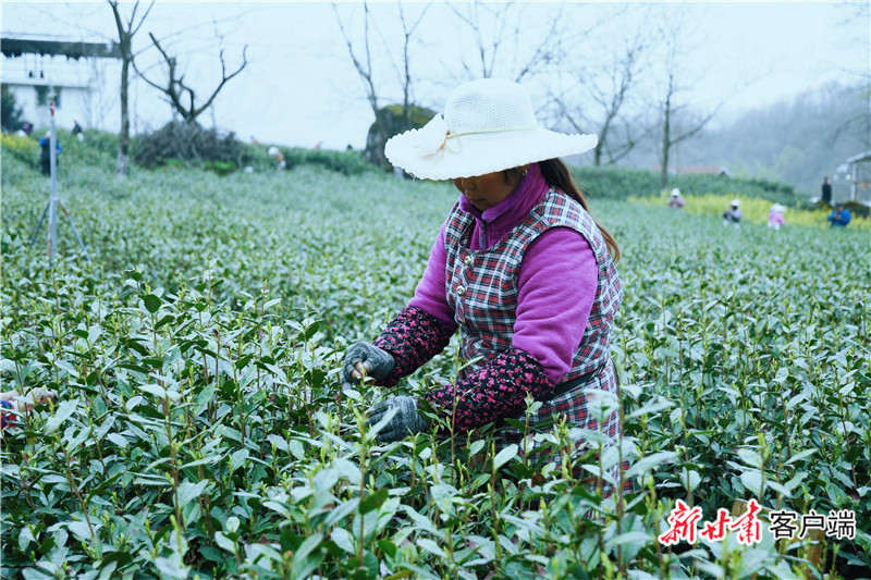 小雨中，采茶忙。