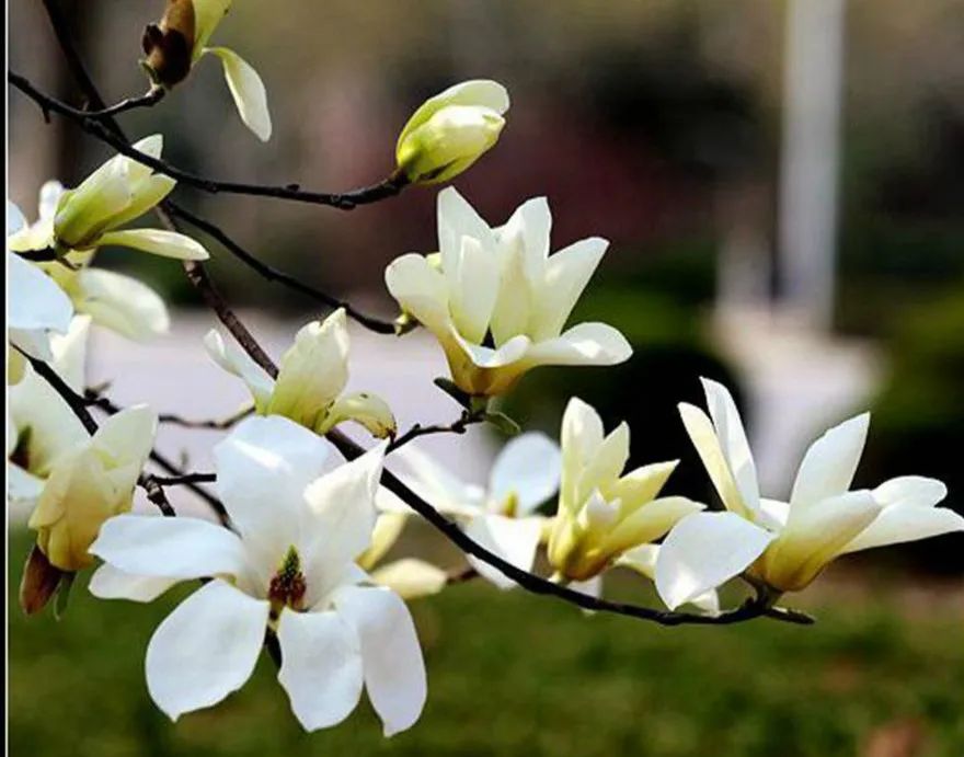 张掖甘泉公园玉兰花