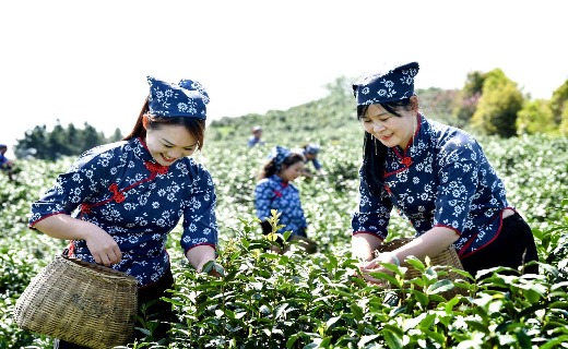 乐平高家镇水库库区茶园飘香 茶农女工采茶忙