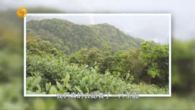 台大学生认养茶园，只为了保护台湾蓝鹊的栖息地