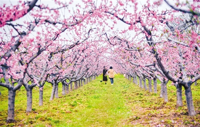 3月21日，游人在鄠邑区柳泉口村观赏桃花。首席记者 王健 摄