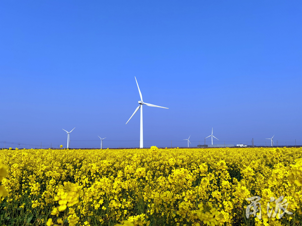 油菜花美景。（陈章升 陈巧萍 摄）.jpg