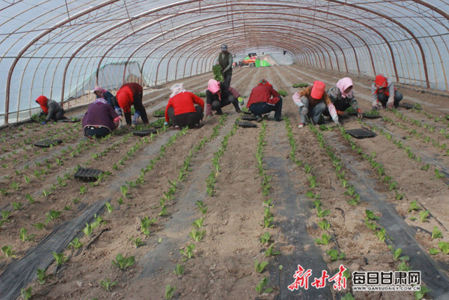 妇女在合作社种植大棚打零工,栽种蔬菜苗。