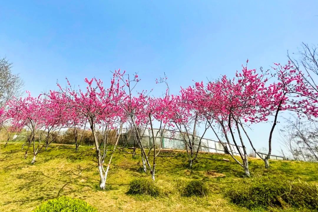 桃花潭公園景色