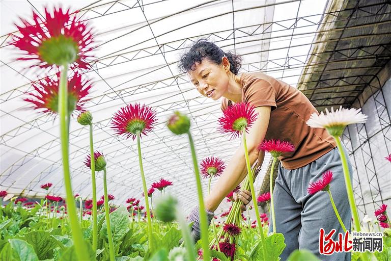 近日，在丰南区大新庄镇柳林村的花卉种植大棚，村民正在采收鲜花。李福政摄