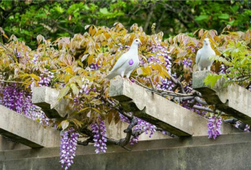打卡赏花景点,体验文化艺术,走进博物馆,市北区多样活动陪您踏青清明